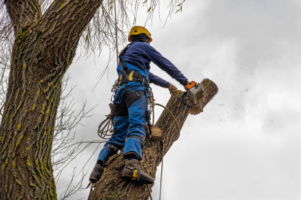 Best Commercial Tree Services  in Country Clu, FL