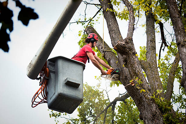 Professional Tree Services in Country Clu, FL