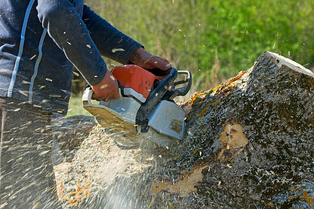 Best Tree Removal  in Country Clu, FL