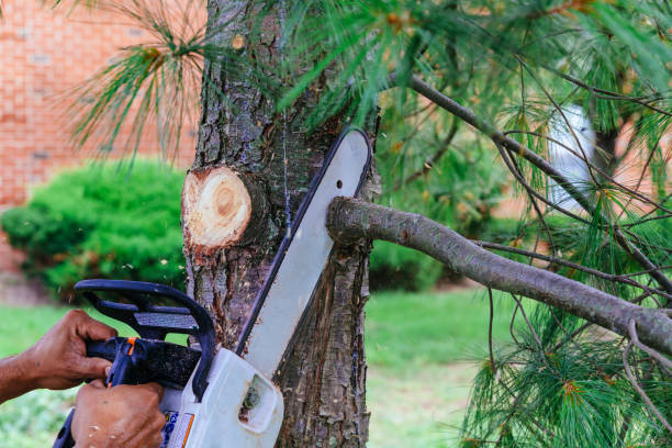 Best Arborist Consultation Services  in Country Clu, FL